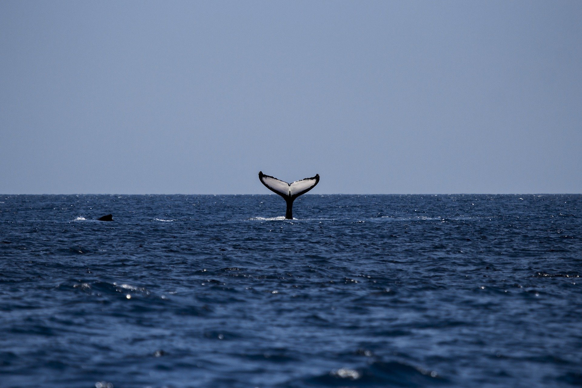 baleine australie