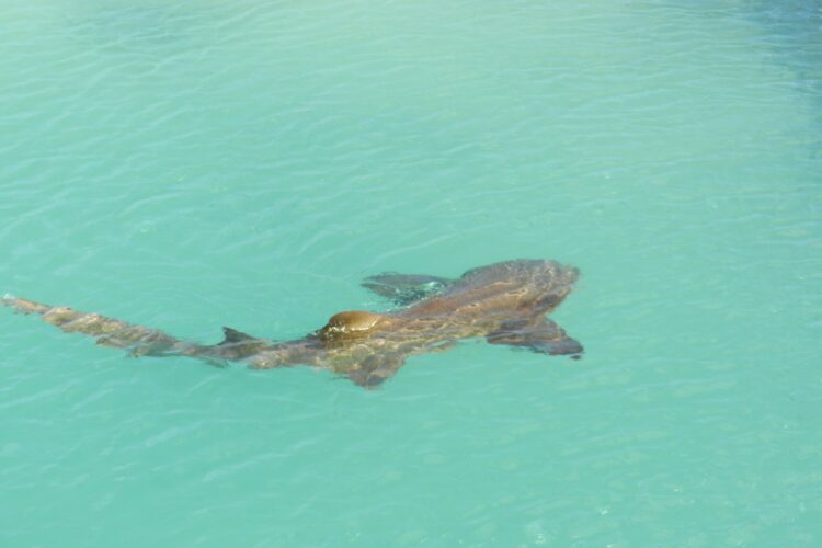 requin Sardaigne