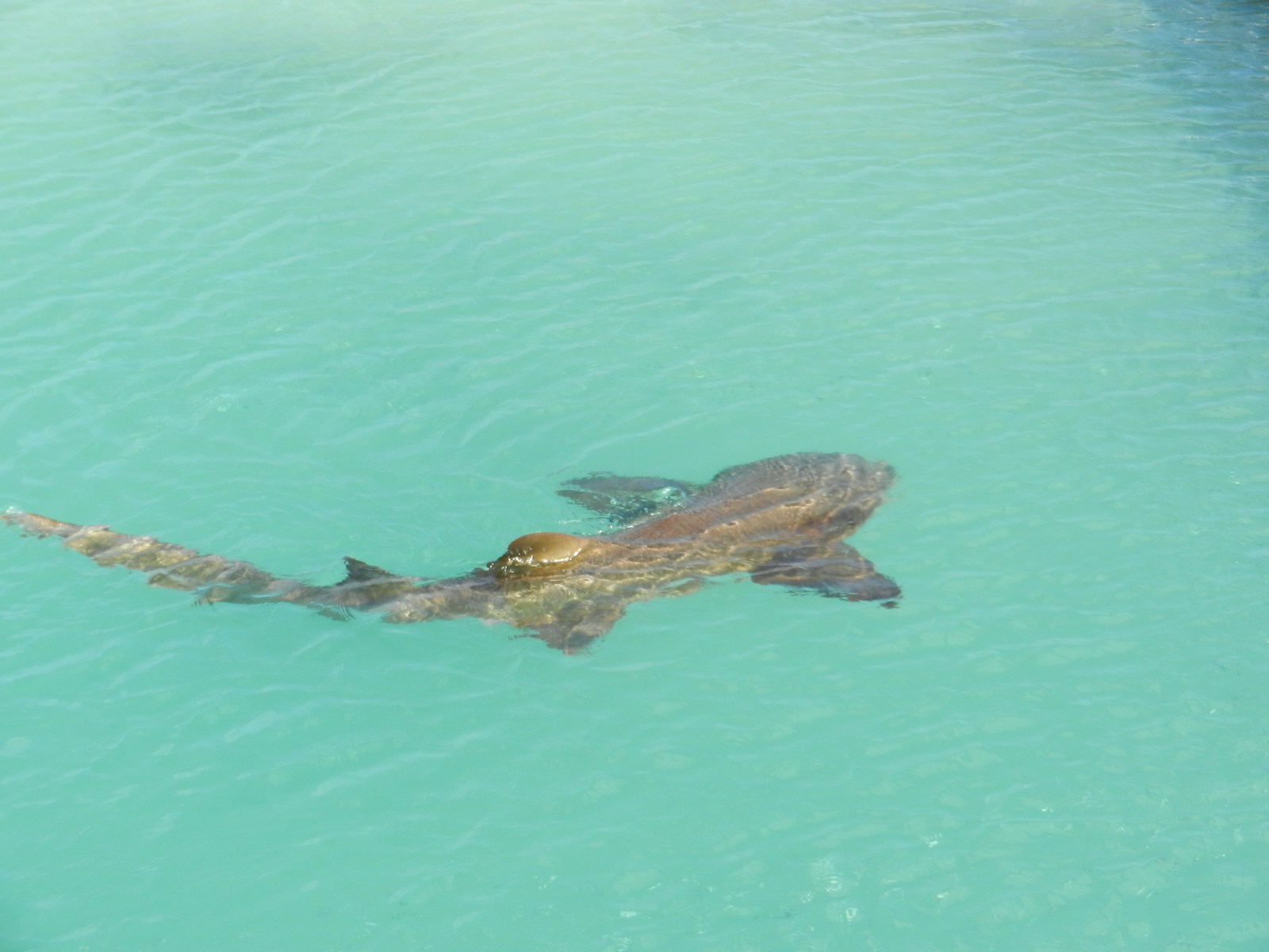 requin Sardaigne