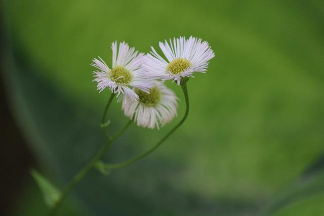 Flore et Faune : Plongée au Cœur de la Biodiversité